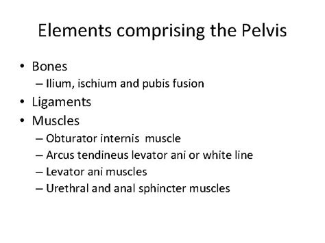 Pelvic Floor And Functional Anatomy Assoc Prof Gazi