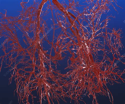 Blood Vessels Stock Image P2060279 Science Photo Library