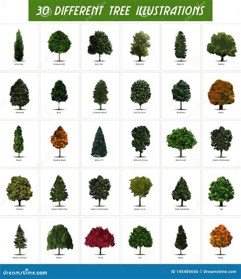 5 Different Types Of Trees