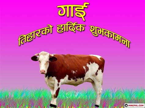 Happy Gai Tihar Images 50 Greeting Cards Designs For Cow Puja Nepal