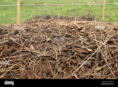 Straw Layer From A Compost Windrow Stock Photo Alamy