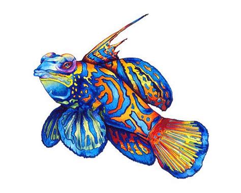 Mandarin Fish Flat Cartoon Realistic Drawing Hand Drawn Sea Animal