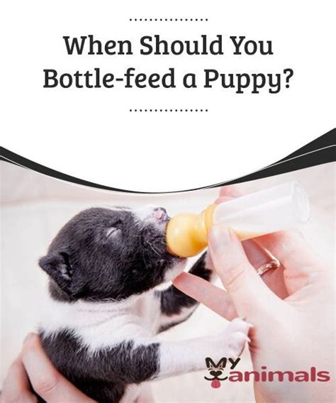 Most dogs lose their appetite in the last week or so of pregnancy. When Should You Bottle-feed a Puppy | Bottle feeding ...