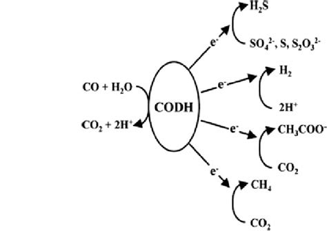 1 scheme of anaerobic respirations which can be coupled to co download scientific diagram