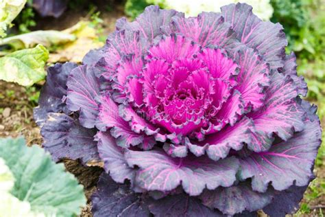 Purple Lettuce Plant Stock Photo Image Of White Agriculture 49398840