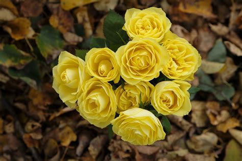 Mawar Bunga Seikat Foto Gratis Di Pixabay Pixabay