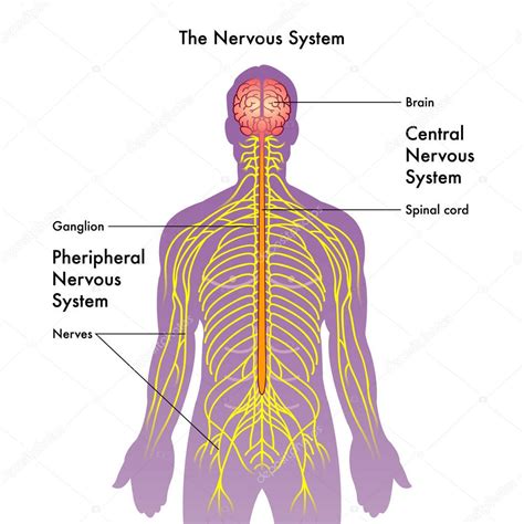 Picture Of Nervus System Friendsmitose