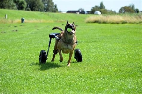 How Do You Care For A Paralyzed Dog Fitbark