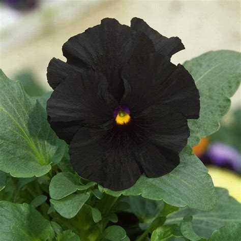 5001000 Pcs Black Pansy Flower Seedsblack Viola Seeds Black Etsy