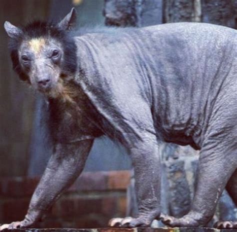 What A Shaved Bear Looks Like Not So Scary Now Animals Shaved Bear