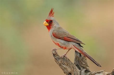 Pyrrhuloxia Cardinalis Sinuatus Arizona Birds Bird Photo