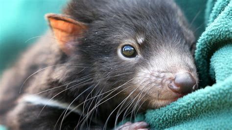 Second New Tasmanian Devil Facial Tumour Disease Cancer Discovered