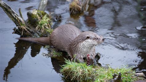 Loutre Deurope Description Complète Habitat Et Comportement