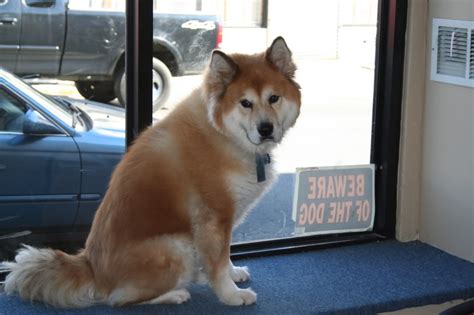 Chusky Chow Chow Husky Mix Fuzzy Today