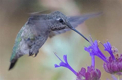 Selected and named at las pilitas nursery. Salvia Celestial Blue, Purple Sage