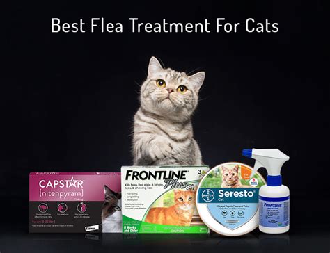 Best Flea Treatment For Cats Petcaresupplies Blog