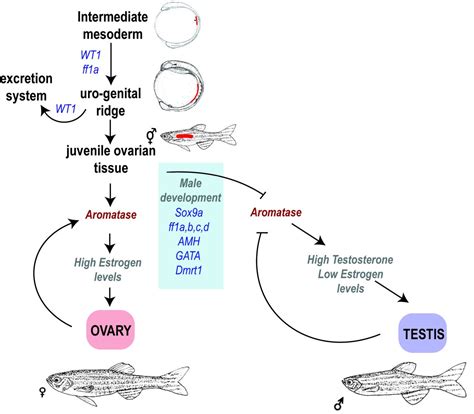 Zebrafish Sex Determination And Differentiation Involvement Of Ftz F1