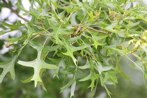 Quercus Palustris Pin Oak Go Botany