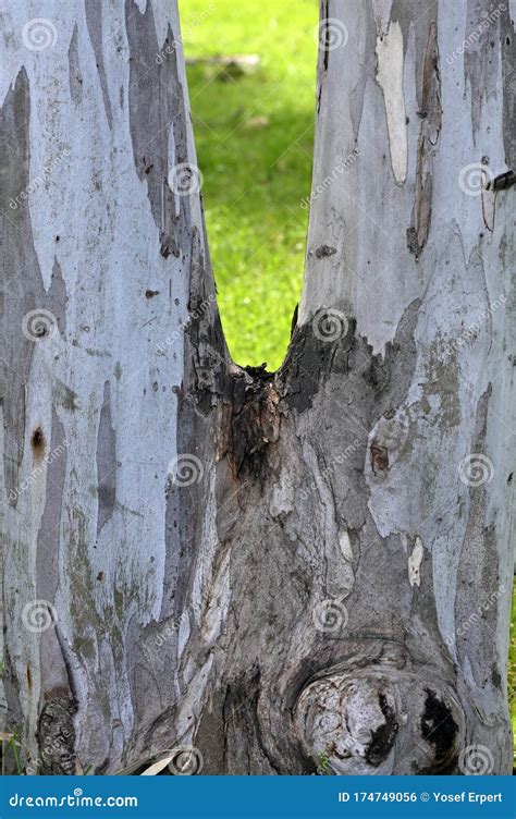 Bifurcated Eucalyptus Tree Trunk Stock Photo Image Of Berehat Israel