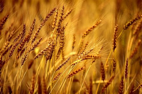 Pearled barley loaded with dietary fiber. Barley Nutrition Facts - Health Benefits, Nutritional ...