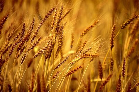 Reviewed by registered dietitian nutritionist and certified personal trainer alexandra dusenberry. Barley Nutrition Facts - Health Benefits, Nutritional ...