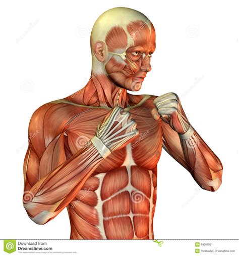 On increasing the body muscle strength, but also include special sessions for. Torse Mâle Sportif De Muscle Illustration Stock ...