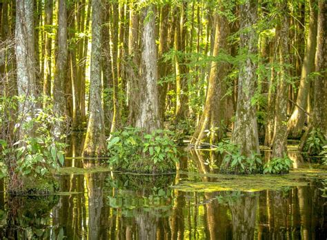 Cypress Trees On The Lake Stock Photo Image Of Reflection 147423050