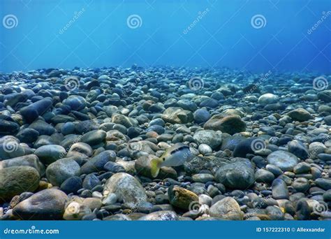 Underwater Rocks And Pebbles On The Seabed Stock Photo Image Of