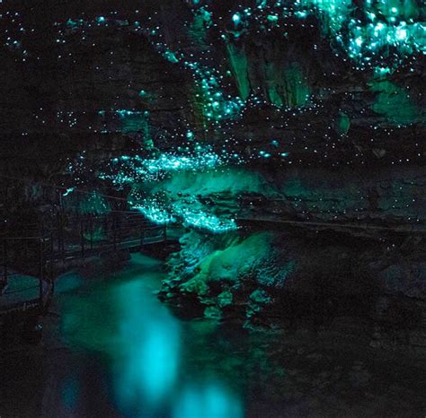 Waitomo Glowworm Caves Glow Worm Cave Glow Worm Places To See