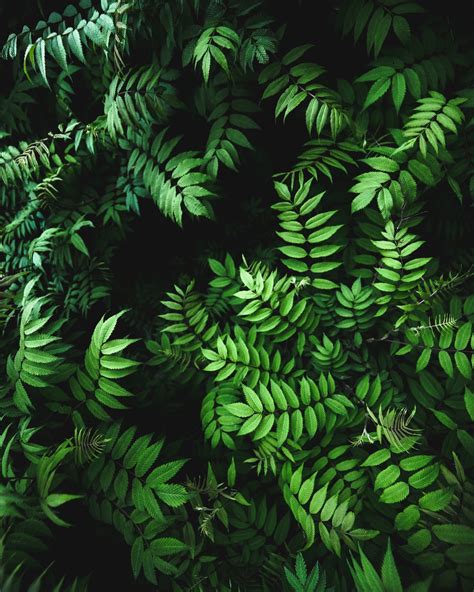 Close Up Photo Of Green Fern Plant Photo Free Plant Image On Unsplash