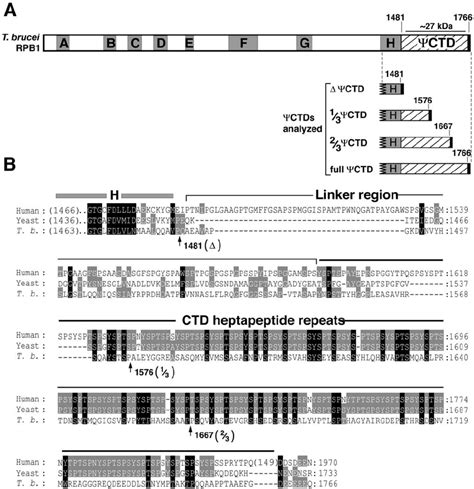 the y ctd of t brucei rnap ii lacks conserved heptapeptide sequence download scientific