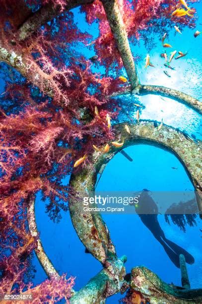 Northern Red Sea Photos And Premium High Res Pictures Getty Images