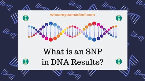 What Is An Snp In Dna Results Who Are You Made Of