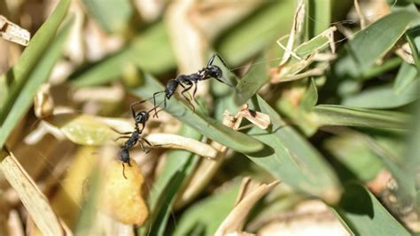 How To Get Rid Of Ants In Vegetable Garden A Complete Guide Pest Samurai