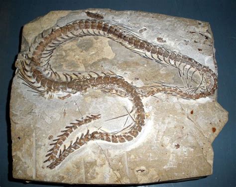 150 Million Years Of Snake Evolution