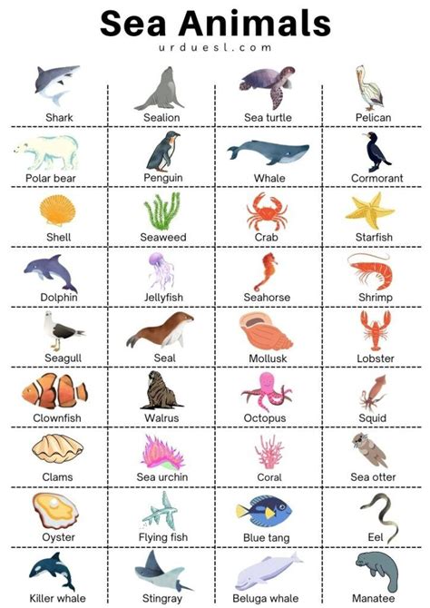 List Of 85 Sea And Aquatic Animal Names With Pictures Animals Name