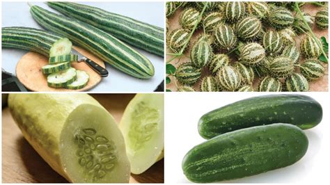 15 Cucumber Varieties Great For 2019 Growing Produce