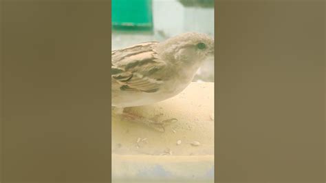 House Sparrow Youtube