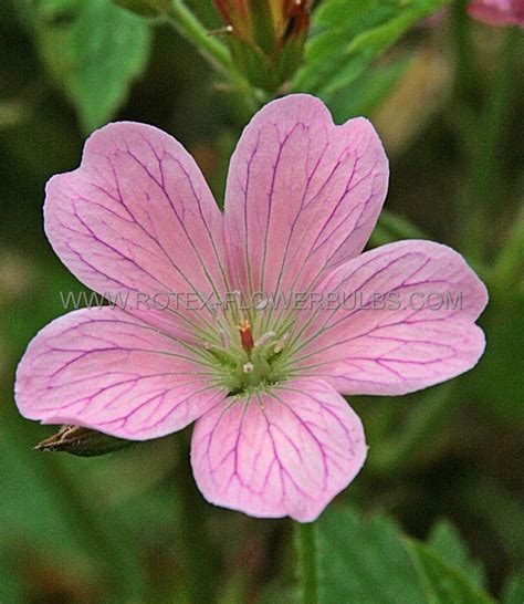 Geranium Endressii ‘wargrave Pink‘ I 25 Pbag Rotex Flowerbulbs Bv