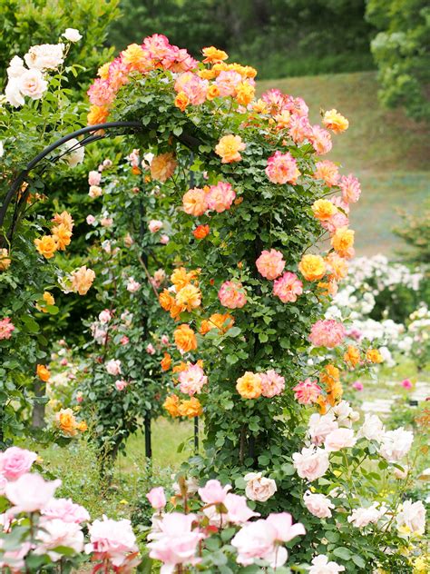 boyx: Sahara Shrub