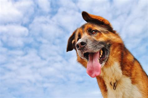 Dog Sticking His Tongue Out Wallpapers And Images