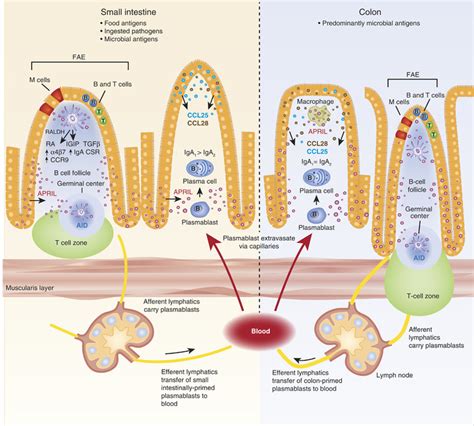 Immune Responses In The Intestine Are Initiated In Gut Associated