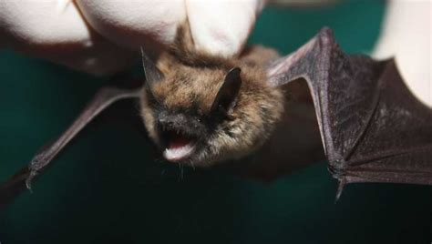 Rabid Bat Found In Downtown Officials Say