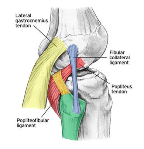 Find out how the different structures fit together in our knee diagram the knee joint is the largest and one of the most complex joints in the human body. Posterior lateral corner injury