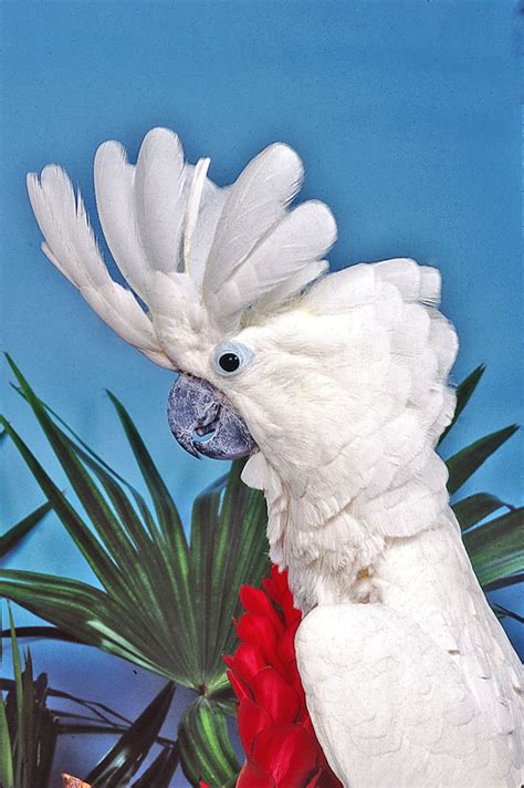 This weird and wild story of one crazy head of hair will definitely be appreciated by kids old enough to like their entertainment a little bit on the creepy side. Reading Your Parrot's Body Language - dummies