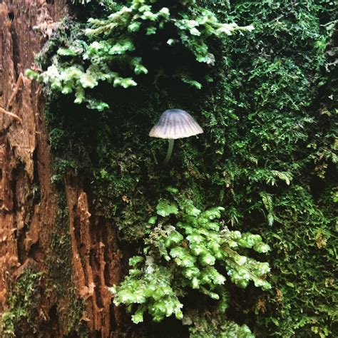 Secret Green Things — Mushroom Located