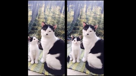 Adult Cats And Their Kitten Doppelgangers Are Doubly Adorable
