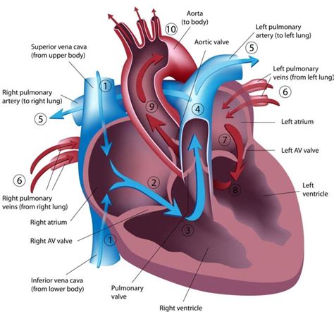 6 The Path Of Blood Through The Heart 110 Download Scientific Diagram