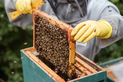 How To Make Beehive Frames From Scratch Complete Beehives