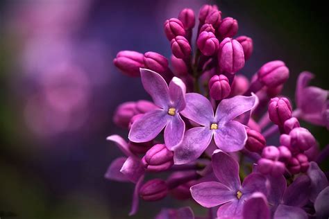 Lilac Micro Wallpaper Hd Flowers 4k Wallpapers Images